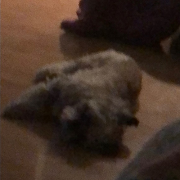 Meet your Posher, Ross - Picture 1 of 1